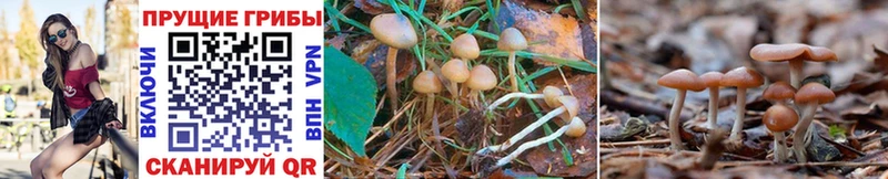 Псилоцибиновые грибы MAGIC MUSHROOMS  Верещагино 